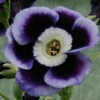 Primula Auricula Walton - Abriachan Nurseries